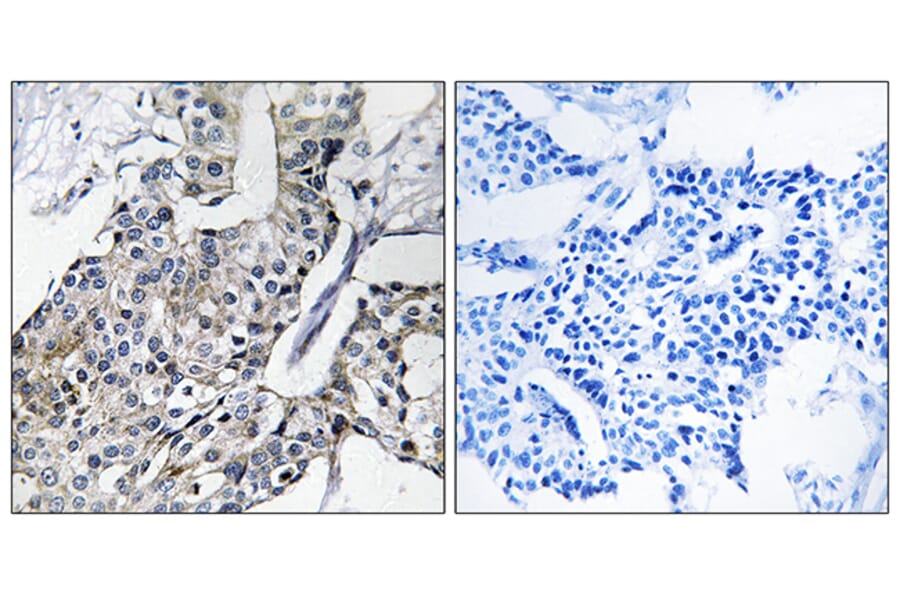 Immunohistochemistry - Anti-GBP4 Antibody (C16081) - Antibodies.com
