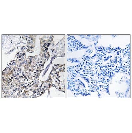 Immunohistochemistry - Anti-GBP4 Antibody (C16081) - Antibodies.com