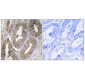 Immunohistochemistry - Anti-CST2 Antibody (C15282) - Antibodies.com