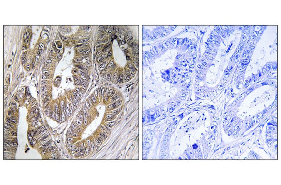 Immunohistochemistry - Anti-CST2 Antibody (C15282) - Antibodies.com