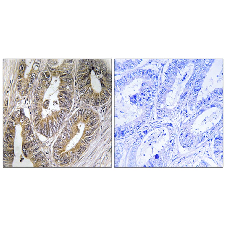 Immunohistochemistry - Anti-CST2 Antibody (C15282) - Antibodies.com
