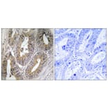 Immunohistochemistry - Anti-CST2 Antibody (C15282) - Antibodies.com