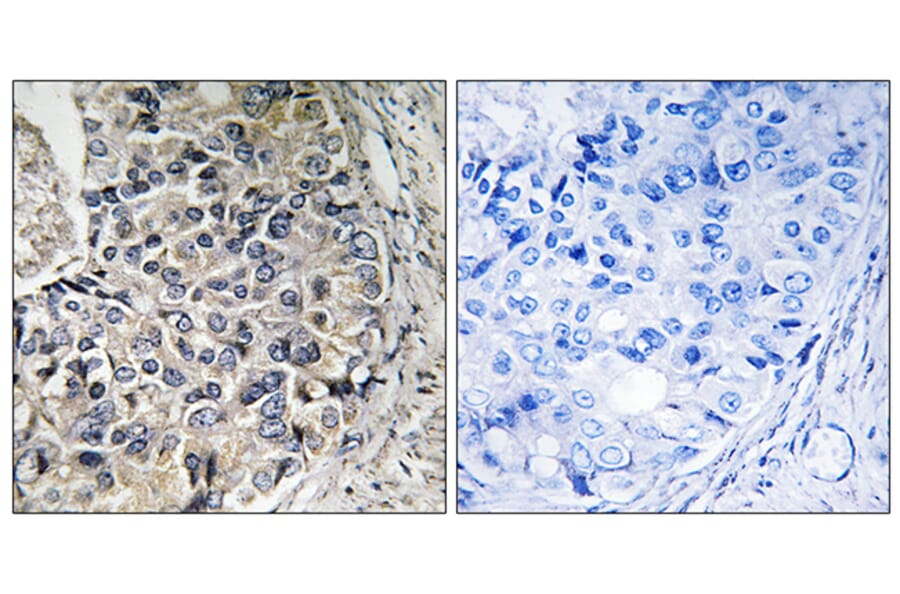 Immunohistochemistry - Anti-CMC1 Antibody (C14841) - Antibodies.com