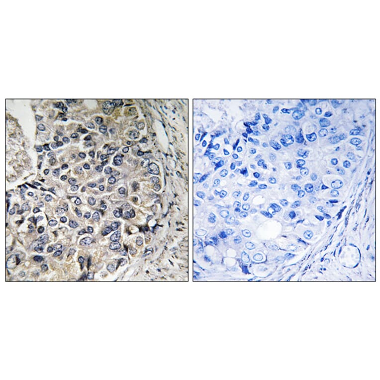 Immunohistochemistry - Anti-CMC1 Antibody (C14841) - Antibodies.com