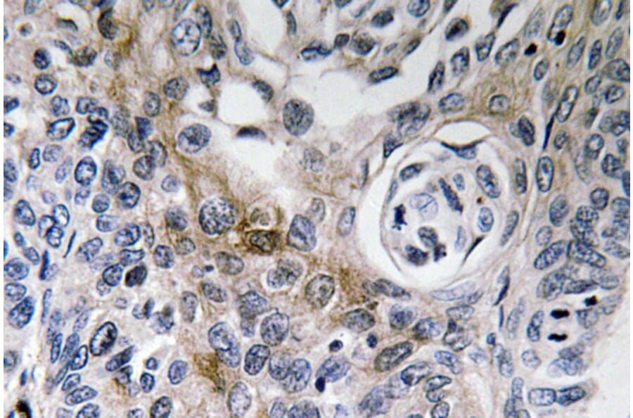 Immunohistochemistry - Anti-CD63 Antibody (R12-2081) - Antibodies.com