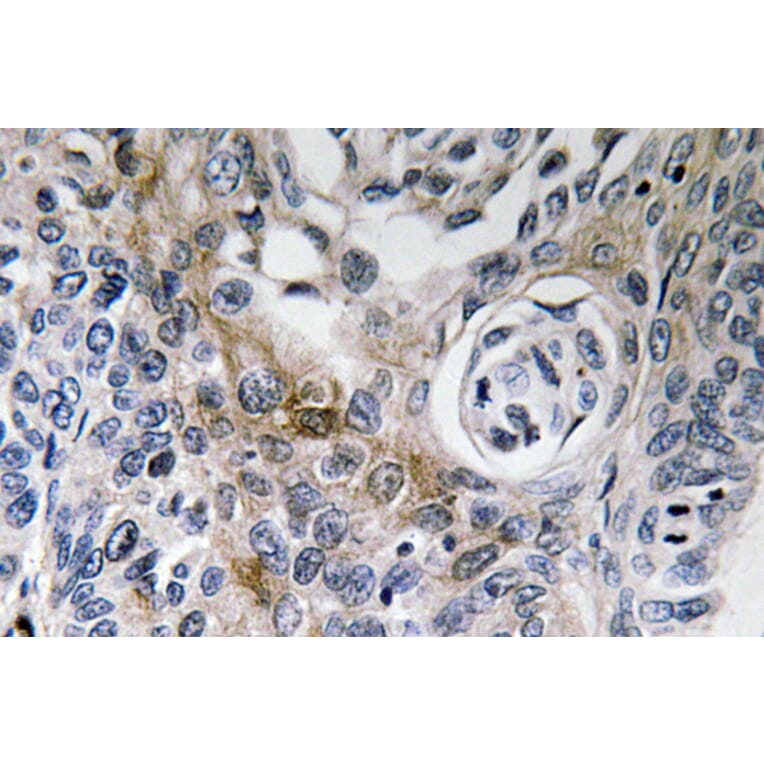 Immunohistochemistry - Anti-CD63 Antibody (R12-2081) - Antibodies.com
