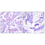 Immunohistochemistry - Anti-ATF4 Antibody (B7017) - Antibodies.com