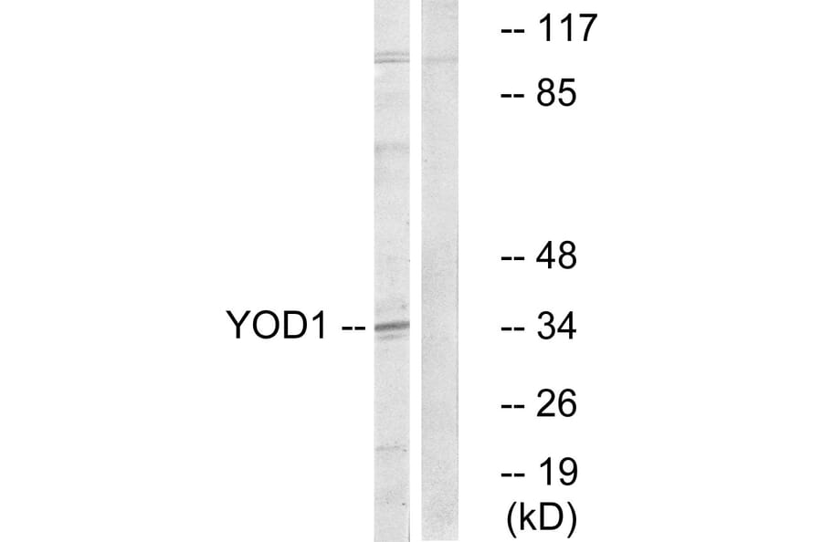 Western Blot - Anti-YOD1 Antibody (C19411) - Antibodies.com