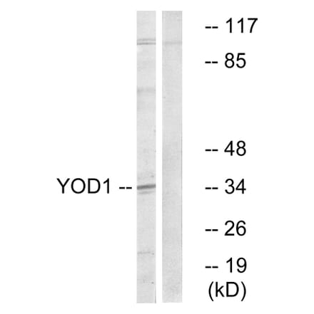 Western Blot - Anti-YOD1 Antibody (C19411) - Antibodies.com