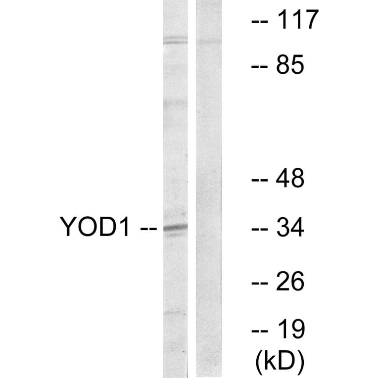 Western Blot - Anti-YOD1 Antibody (C19411) - Antibodies.com