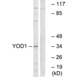 Western Blot - Anti-YOD1 Antibody (C19411) - Antibodies.com