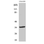 Western Blot - Anti-YOD1 Antibody (C19411) - Antibodies.com