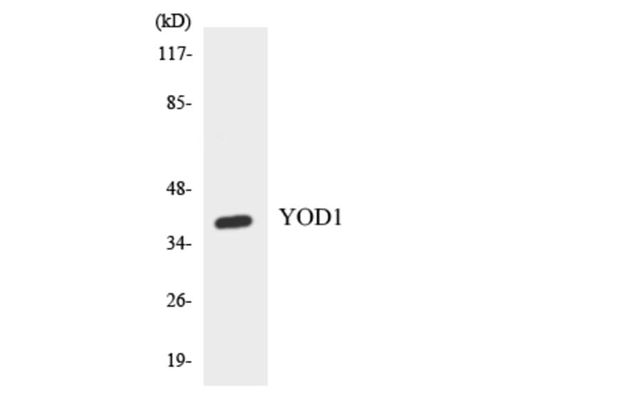 Western Blot - Anti-YOD1 Antibody (R12-3684) - Antibodies.com
