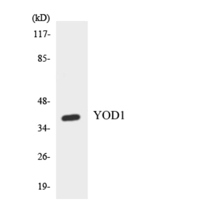 Western Blot - Anti-YOD1 Antibody (R12-3684) - Antibodies.com
