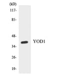 Western Blot - Anti-YOD1 Antibody (R12-3684) - Antibodies.com