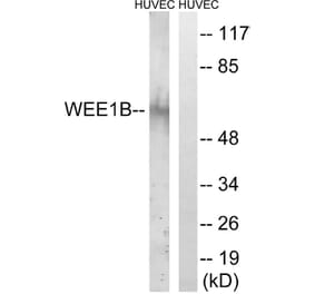 Western Blot - Anti-WEE2 Antibody (C19556) - Antibodies.com