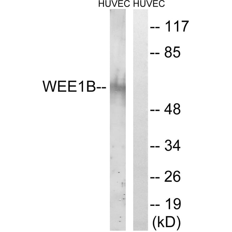 Western Blot - Anti-WEE2 Antibody (C19556) - Antibodies.com