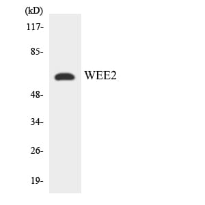 Western blot analysis of the lysates from K562 cells using Anti-WEE2 Antibody.