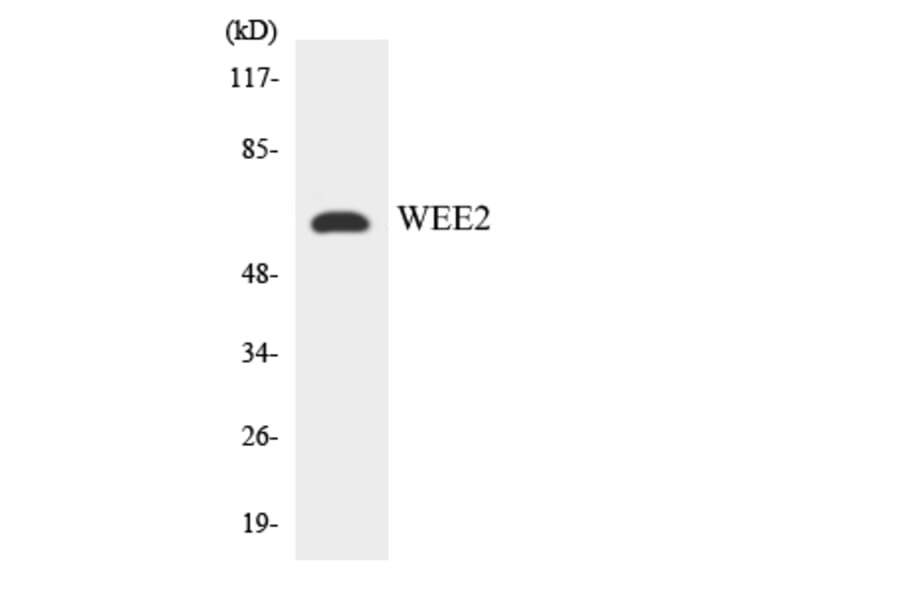 Western Blot - Anti-WEE2 Antibody (R12-3681) - Antibodies.com
