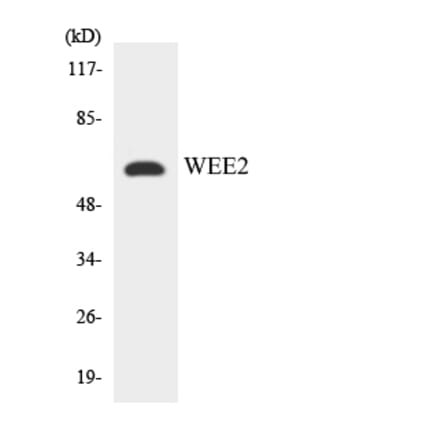 Western Blot - Anti-WEE2 Antibody (R12-3681) - Antibodies.com