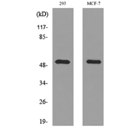 Western Blot - Anti-TYMP Antibody (C30660) - Antibodies.com