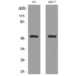 Western Blot - Anti-TYMP Antibody (C30660) - Antibodies.com