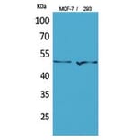 Western Blot - Anti-TYMP Antibody (C30660) - Antibodies.com