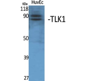 Western Blot - Anti-TLK1 Antibody (C21199) - Antibodies.com