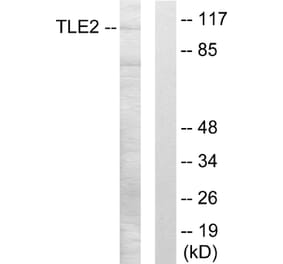 Western Blot - Anti-TLE2 Antibody (C10874) - Antibodies.com