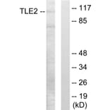 Western Blot - Anti-TLE2 Antibody (C10874) - Antibodies.com