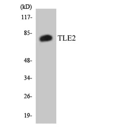 Western Blot - Anti-TLE2 Antibody (R12-3627) - Antibodies.com