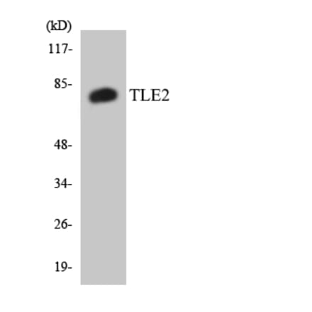 Western Blot - Anti-TLE2 Antibody (R12-3627) - Antibodies.com
