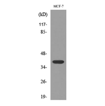 Western Blot - Anti-THPO Antibody (C30606) - Antibodies.com