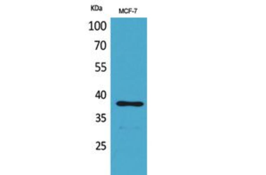 Western Blot - Anti-THPO Antibody (C30606) - Antibodies.com