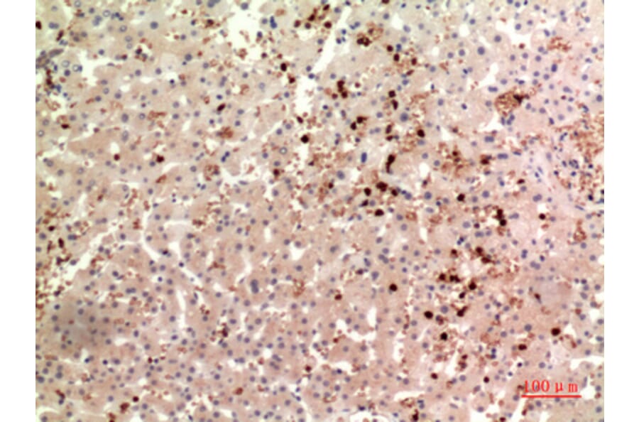 Immunohistochemistry - Anti-THPO Antibody (C30606) - Antibodies.com