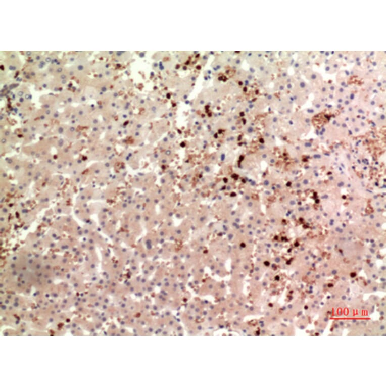 Immunohistochemistry - Anti-THPO Antibody (C30606) - Antibodies.com