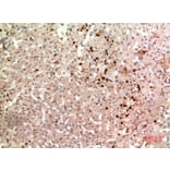 Immunohistochemistry - Anti-THPO Antibody (C30606) - Antibodies.com