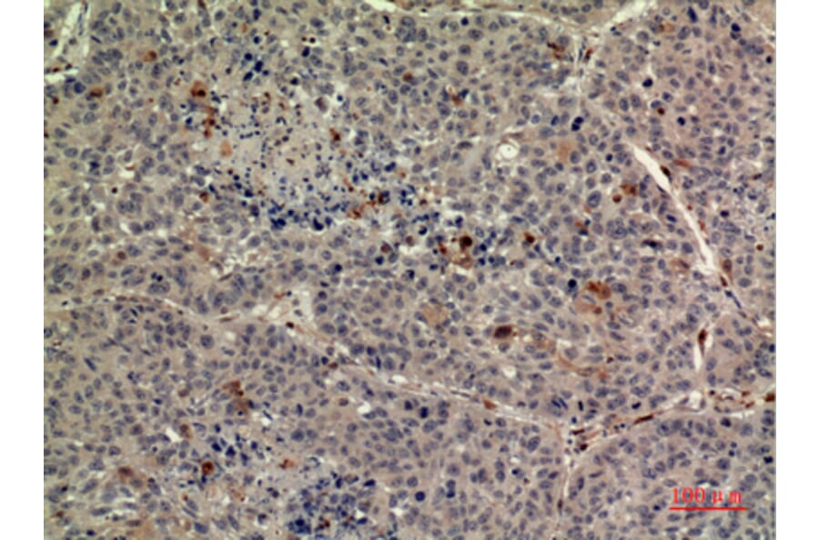 Immunohistochemistry - Anti-THPO Antibody (C30606) - Antibodies.com