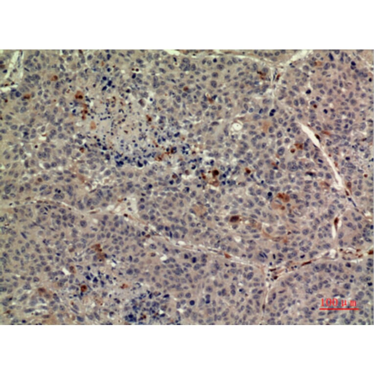 Immunohistochemistry - Anti-THPO Antibody (C30606) - Antibodies.com