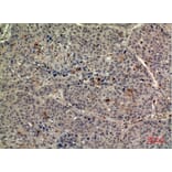 Immunohistochemistry - Anti-THPO Antibody (C30606) - Antibodies.com