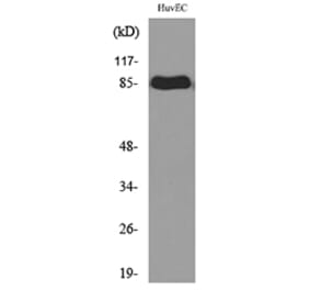 Western Blot - Anti-TFRC Antibody (C30157) - Antibodies.com