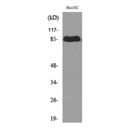 Western Blot - Anti-TFRC Antibody (C30157) - Antibodies.com