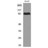 Western Blot - Anti-TFRC Antibody (C30157) - Antibodies.com