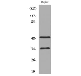 Western Blot - Anti-TFPI Antibody (C30304) - Antibodies.com