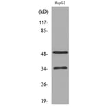 Western Blot - Anti-TFPI Antibody (C30304) - Antibodies.com