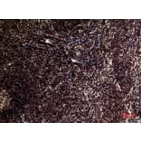 Immunohistochemistry - Anti-TERT Antibody (C30042) - Antibodies.com