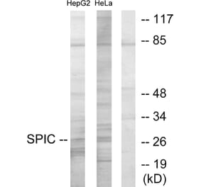Western Blot - Anti-SPIC Antibody (C11346) - Antibodies.com
