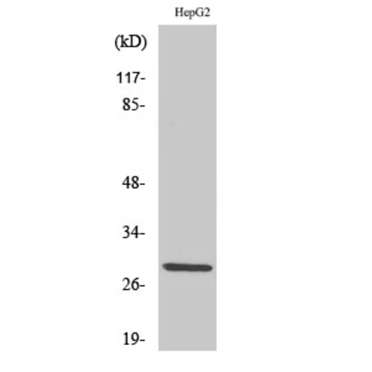 Western Blot - Anti-SPIC Antibody (C11346) - Antibodies.com