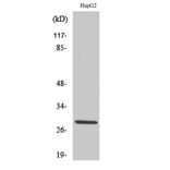 Western Blot - Anti-SPIC Antibody (C11346) - Antibodies.com