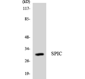 Western Blot - Anti-SPIC Antibody (R12-3554) - Antibodies.com